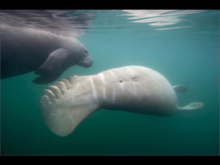 Nature s best_photography_ab