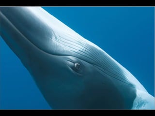 Nature s best_photography_ab