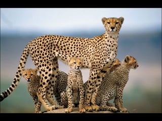 Nature s best_photography_ab