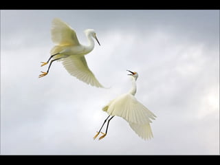 Nature s best_photography_ab