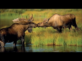 Nature s best_photography_ab