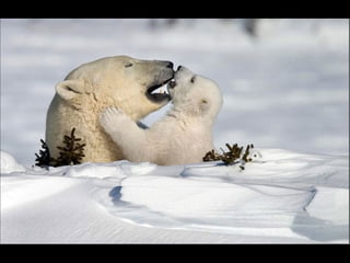 Nature s best_photography_ab