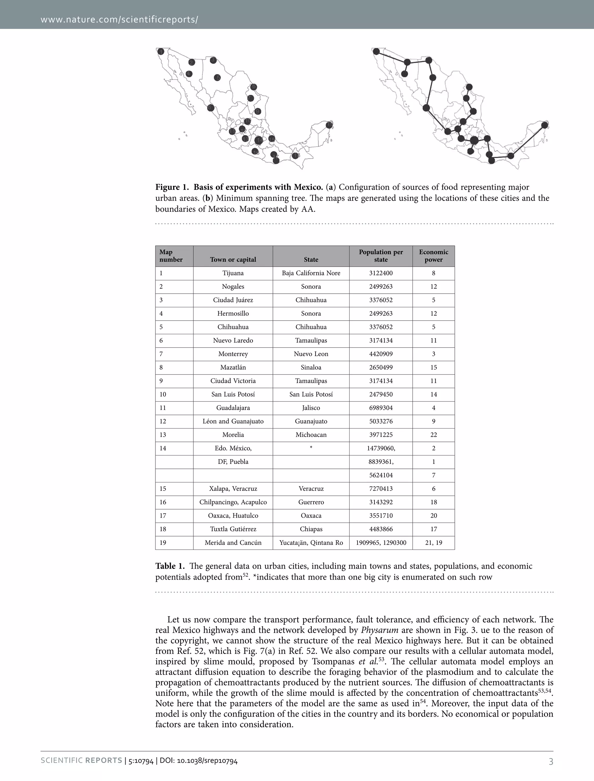 www.nature.com/scientificreports/
3Scientific Reports | 5:10794 | DOI: 10.1038/srep10794
Let us now compare the transport performance, fault tolerance, and efficiency of each network. The
real Mexico highways and the network developed by Physarum are shown in Fig. 3. ue to the reason of
the copyright, we cannot show the structure of the real Mexico highways here. But it can be obtained
from Ref. 52, which is Fig. 7(a) in Ref. 52. We also compare our results with a cellular automata model,
inspired by slime mould, proposed by Tsompanas et al.53
. The cellular automata model employs an
attractant diffusion equation to describe the foraging behavior of the plasmodium and to calculate the
propagation of chemoattractants produced by the nutrient sources. The diffusion of chemoattractants is
uniform, while the growth of the slime mould is affected by the concentration of chemoattractants53,54
.
Note here that the parameters of the model are the same as used in54
. Moreover, the input data of the
model is only the configuration of the cities in the country and its borders. No economical or population
factors are taken into consideration.
Figure 1.  Basis of experiments with Mexico. (a) Configuration of sources of food representing major
urban areas. (b) Minimum spanning tree. The maps are generated using the locations of these cities and the
boundaries of Mexico. Maps created by AA.
Map
number Town or capital State
Population per
state
Economic
power
1 Tijuana Baja California Nore 3122400 8
2 Nogales Sonora 2499263 12
3 Ciudad Juárez Chihuahua 3376052 5
4 Hermosillo Sonora 2499263 12
5 Chihuahua Chihuahua 3376052 5
6 Nuevo Laredo Tamaulipas 3174134 11
7 Monterrey Nuevo Leon 4420909 3
8 Mazatlán Sinaloa 2650499 15
9 Ciudad Victoria Tamaulipas 3174134 11
10 San Luis Potosí San Luis Potosí 2479450 14
11 Guadalajara Jalisco 6989304 4
12 Léon and Guanajuato Guanajuato 5033276 9
13 Morelia Michoacan 3971225 22
14 Edo. México, * 14739060, 2
DF, Puebla 8839361, 1
5624104 7
15 Xalapa, Veracruz Veracruz 7270413 6
16 Chilpancingo, Acapulco Guerrero 3143292 18
17 Oaxaca, Huatulco Oaxaca 3551710 20
18 Tuxtla Gutiérrez Chiapas 4483866 17
19 Merida and Cancún Yucata¡än, Qintana Ro 1909965, 1290300 21, 19
Table 1.  The general data on urban cities, including main towns and states, populations, and economic
potentials adopted from52
. *indicates that more than one big city is enumerated on such row
 