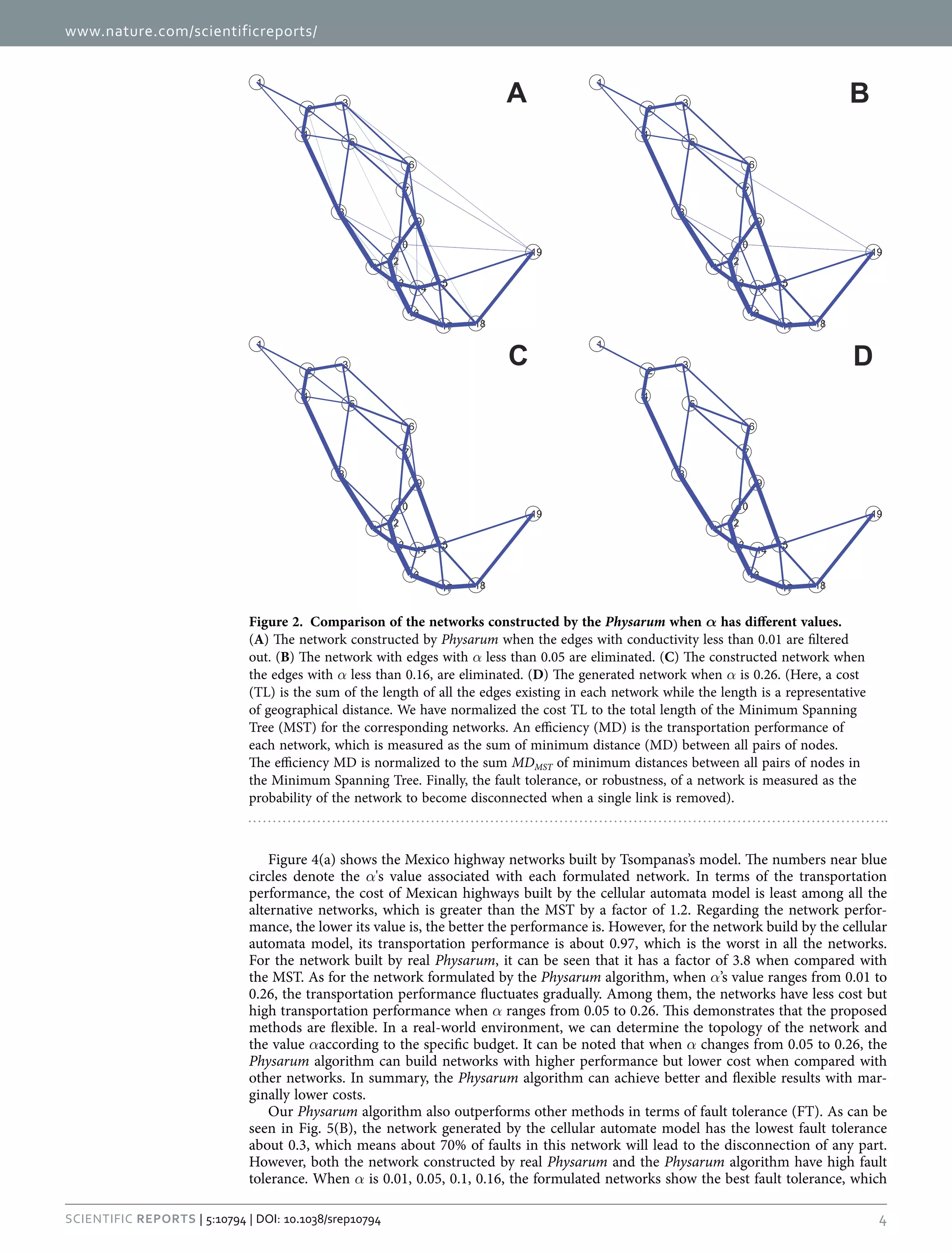 www.nature.com/scientificreports/
4Scientific Reports | 5:10794 | DOI: 10.1038/srep10794
Figure 4(a) shows the Mexico highway networks built by Tsompanas’s model. The numbers near blue
circles denote the α's value associated with each formulated network. In terms of the transportation
performance, the cost of Mexican highways built by the cellular automata model is least among all the
alternative networks, which is greater than the MST by a factor of 1.2. Regarding the network perfor-
mance, the lower its value is, the better the performance is. However, for the network build by the cellular
automata model, its transportation performance is about 0.97, which is the worst in all the networks.
For the network built by real Physarum, it can be seen that it has a factor of 3.8 when compared with
the MST. As for the network formulated by the Physarum algorithm, when α’s value ranges from 0.01 to
0.26, the transportation performance fluctuates gradually. Among them, the networks have less cost but
high transportation performance when α ranges from 0.05 to 0.26. This demonstrates that the proposed
methods are flexible. In a real-world environment, we can determine the topology of the network and
the value αaccording to the specific budget. It can be noted that when α changes from 0.05 to 0.26, the
Physarum algorithm can build networks with higher performance but lower cost when compared with
other networks. In summary, the Physarum algorithm can achieve better and flexible results with mar-
ginally lower costs.
Our Physarum algorithm also outperforms other methods in terms of fault tolerance (FT). As can be
seen in Fig. 5(B), the network generated by the cellular automate model has the lowest fault tolerance
about 0.3, which means about 70% of faults in this network will lead to the disconnection of any part.
However, both the network constructed by real Physarum and the Physarum algorithm have high fault
tolerance. When α is 0.01, 0.05, 0.1, 0.16, the formulated networks show the best fault tolerance, which
Figure 2.  Comparison of the networks constructed by the Physarum when α has different values.
(A) The network constructed by Physarum when the edges with conductivity less than 0.01 are filtered
out. (B) The network with edges with α less than 0.05 are eliminated. (C) The constructed network when
the edges with α less than 0.16, are eliminated. (D) The generated network when α is 0.26. (Here, a cost
(TL) is the sum of the length of all the edges existing in each network while the length is a representative
of geographical distance. We have normalized the cost TL to the total length of the Minimum Spanning
Tree (MST) for the corresponding networks. An efficiency (MD) is the transportation performance of
each network, which is measured as the sum of minimum distance (MD) between all pairs of nodes.
The efficiency MD is normalized to the sum MDMST of minimum distances between all pairs of nodes in
the Minimum Spanning Tree. Finally, the fault tolerance, or robustness, of a network is measured as the
probability of the network to become disconnected when a single link is removed).
 