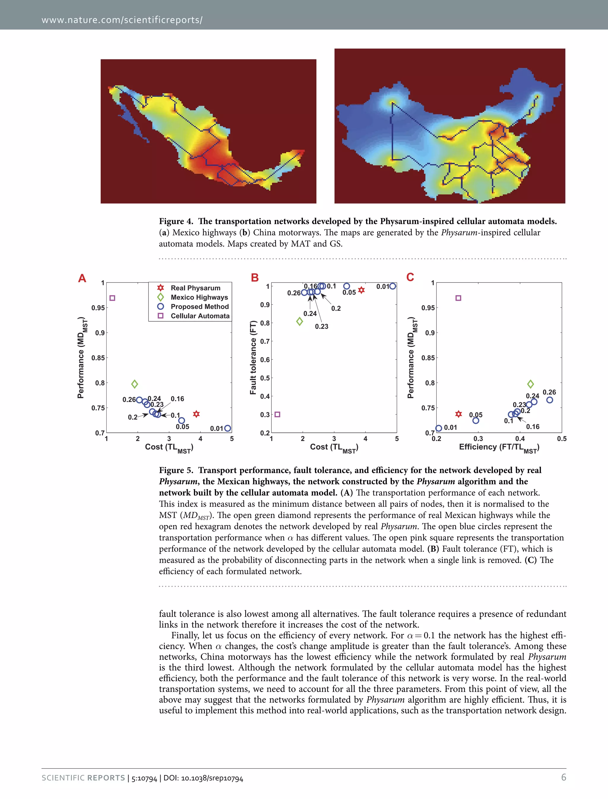 www.nature.com/scientificreports/
6Scientific Reports | 5:10794 | DOI: 10.1038/srep10794
fault tolerance is also lowest among all alternatives. The fault tolerance requires a presence of redundant
links in the network therefore it increases the cost of the network.
Finally, let us focus on the efficiency of every network. For α =  0.1 the network has the highest effi-
ciency. When α changes, the cost’s change amplitude is greater than the fault tolerance’s. Among these
networks, China motorways has the lowest efficiency while the network formulated by real Physarum
is the third lowest. Although the network formulated by the cellular automata model has the highest
efficiency, both the performance and the fault tolerance of this network is very worse. In the real-world
transportation systems, we need to account for all the three parameters. From this point of view, all the
above may suggest that the networks formulated by Physarum algorithm are highly efficient. Thus, it is
useful to implement this method into real-world applications, such as the transportation network design.
Figure 4.  The transportation networks developed by the Physarum-inspired cellular automata models.
(a) Mexico highways (b) China motorways. The maps are generated by the Physarum-inspired cellular
automata models. Maps created by MAT and GS.
Figure 5.  Transport performance, fault tolerance, and efficiency for the network developed by real
Physarum, the Mexican highways, the network constructed by the Physarum algorithm and the
network built by the cellular automata model. (A) The transportation performance of each network.
This index is measured as the minimum distance between all pairs of nodes, then it is normalised to the
MST (MDMST). The open green diamond represents the performance of real Mexican highways while the
open red hexagram denotes the network developed by real Physarum. The open blue circles represent the
transportation performance when α has different values. The open pink square represents the transportation
performance of the network developed by the cellular automata model. (B) Fault tolerance (FT), which is
measured as the probability of disconnecting parts in the network when a single link is removed. (C) The
efficiency of each formulated network.
 