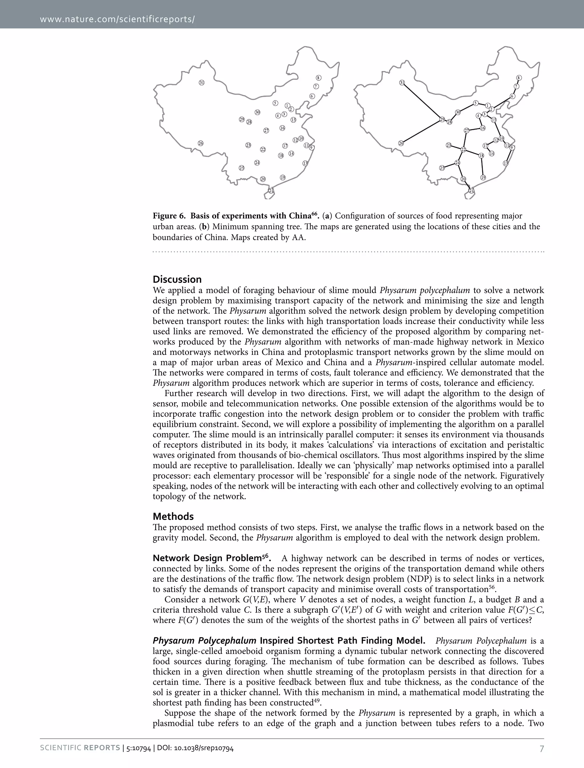 www.nature.com/scientificreports/
7Scientific Reports | 5:10794 | DOI: 10.1038/srep10794
Discussion
We applied a model of foraging behaviour of slime mould Physarum polycephalum to solve a network
design problem by maximising transport capacity of the network and minimising the size and length
of the network. The Physarum algorithm solved the network design problem by developing competition
between transport routes: the links with high transportation loads increase their conductivity while less
used links are removed. We demonstrated the efficiency of the proposed algorithm by comparing net-
works produced by the Physarum algorithm with networks of man-made highway network in Mexico
and motorways networks in China and protoplasmic transport networks grown by the slime mould on
a map of major urban areas of Mexico and China and a Physarum-inspired cellular automate model.
The networks were compared in terms of costs, fault tolerance and efficiency. We demonstrated that the
Physarum algorithm produces network which are superior in terms of costs, tolerance and efficiency.
Further research will develop in two directions. First, we will adapt the algorithm to the design of
sensor, mobile and telecommunication networks. One possible extension of the algorithms would be to
incorporate traffic congestion into the network design problem or to consider the problem with traffic
equilibrium constraint. Second, we will explore a possibility of implementing the algorithm on a parallel
computer. The slime mould is an intrinsically parallel computer: it senses its environment via thousands
of receptors distributed in its body, it makes ‘calculations’ via interactions of excitation and peristaltic
waves originated from thousands of bio-chemical oscillators. Thus most algorithms inspired by the slime
mould are receptive to parallelisation. Ideally we can ‘physically’ map networks optimised into a parallel
processor: each elementary processor will be ‘responsible’ for a single node of the network. Figuratively
speaking, nodes of the network will be interacting with each other and collectively evolving to an optimal
topology of the network.
Methods
The proposed method consists of two steps. First, we analyse the traffic flows in a network based on the
gravity model. Second, the Physarum algorithm is employed to deal with the network design problem.
Network Design Problem56
.  A highway network can be described in terms of nodes or vertices,
connected by links. Some of the nodes represent the origins of the transportation demand while others
are the destinations of the traffic flow. The network design problem (NDP) is to select links in a network
to satisfy the demands of transport capacity and minimise overall costs of transportation56
.
Consider a network G(V,E), where V denotes a set of nodes, a weight function L, a budget B and a
criteria threshold value C. Is there a subgraph G′ (V,E′ ) of G with weight and criterion value F(G′ )≤ C,
where F(G′ ) denotes the sum of the weights of the shortest paths in G′ between all pairs of vertices?
Physarum Polycephalum Inspired Shortest Path Finding Model.  Physarum Polycephalum is a
large, single-celled amoeboid organism forming a dynamic tubular network connecting the discovered
food sources during foraging. The mechanism of tube formation can be described as follows. Tubes
thicken in a given direction when shuttle streaming of the protoplasm persists in that direction for a
certain time. There is a positive feedback between flux and tube thickness, as the conductance of the
sol is greater in a thicker channel. With this mechanism in mind, a mathematical model illustrating the
shortest path finding has been constructed49
.
Suppose the shape of the network formed by the Physarum is represented by a graph, in which a
plasmodial tube refers to an edge of the graph and a junction between tubes refers to a node. Two
Figure 6.  Basis of experiments with China66
. (a) Configuration of sources of food representing major
urban areas. (b) Minimum spanning tree. The maps are generated using the locations of these cities and the
boundaries of China. Maps created by AA.
 