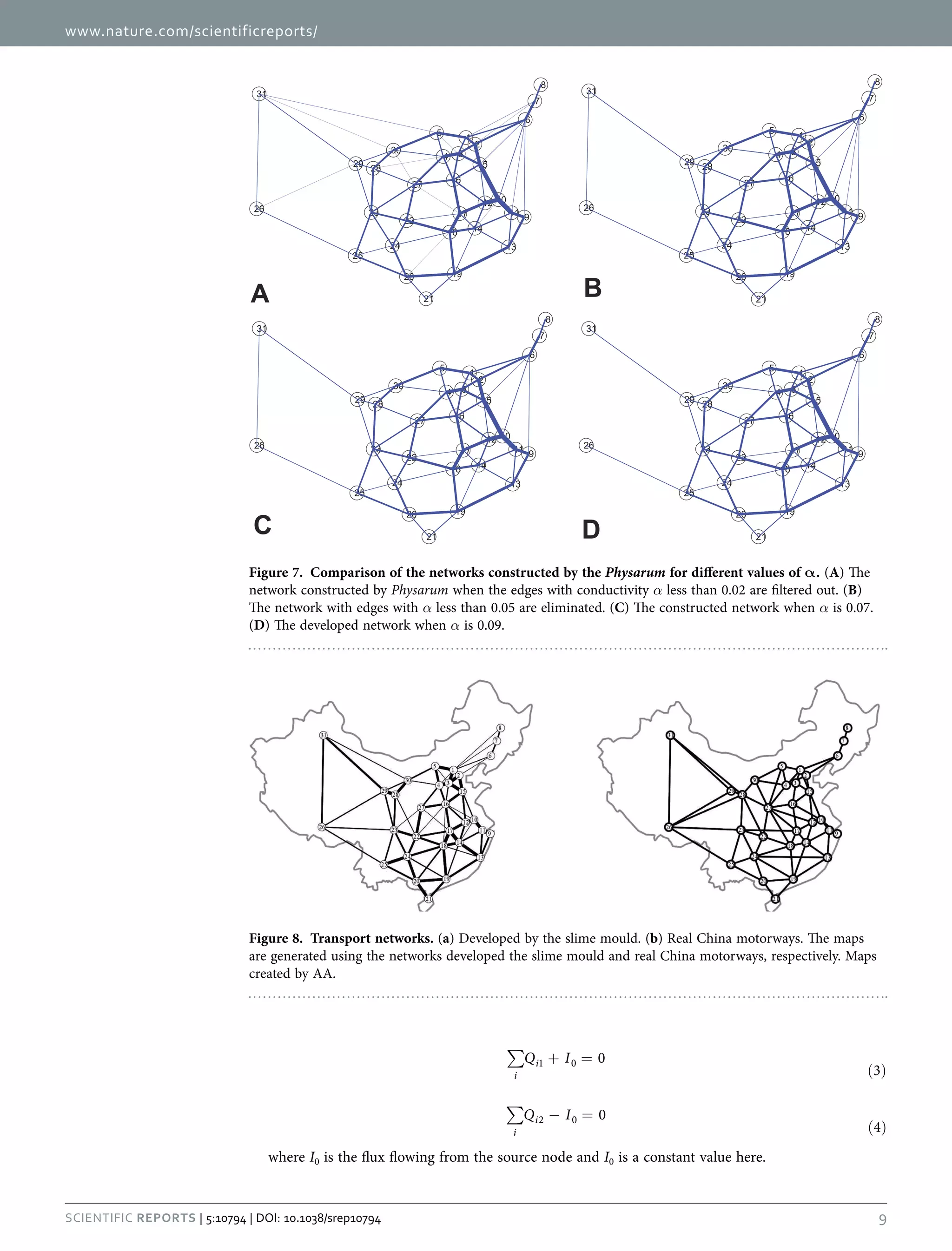 www.nature.com/scientificreports/
9Scientific Reports | 5:10794 | DOI: 10.1038/srep10794
∑ + =
( )
Q I 0
3i
i1 0
∑ − =
( )
Q I 0
4i
i2 0
where I0 is the flux flowing from the source node and I0 is a constant value here.
Figure 7.  Comparison of the networks constructed by the Physarum for different values of α . (A) The
network constructed by Physarum when the edges with conductivity α less than 0.02 are filtered out. (B)
The network with edges with α less than 0.05 are eliminated. (C) The constructed network when α is 0.07.
(D) The developed network when α is 0.09.
Figure 8.  Transport networks. (a) Developed by the slime mould. (b) Real China motorways. The maps
are generated using the networks developed the slime mould and real China motorways, respectively. Maps
created by AA.
 
