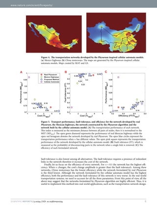 www.nature.com/scientificreports/
6Scientific Reports | 5:10794 | DOI: 10.1038/srep10794
fault tolerance is also lowest among all alternatives. The fault tolerance requires a presence of redundant
links in the network therefore it increases the cost of the network.
Finally, let us focus on the efficiency of every network. For α =  0.1 the network has the highest effi-
ciency. When α changes, the cost’s change amplitude is greater than the fault tolerance’s. Among these
networks, China motorways has the lowest efficiency while the network formulated by real Physarum
is the third lowest. Although the network formulated by the cellular automata model has the highest
efficiency, both the performance and the fault tolerance of this network is very worse. In the real-world
transportation systems, we need to account for all the three parameters. From this point of view, all the
above may suggest that the networks formulated by Physarum algorithm are highly efficient. Thus, it is
useful to implement this method into real-world applications, such as the transportation network design.
Figure 4.  The transportation networks developed by the Physarum-inspired cellular automata models.
(a) Mexico highways (b) China motorways. The maps are generated by the Physarum-inspired cellular
automata models. Maps created by MAT and GS.
Figure 5.  Transport performance, fault tolerance, and efficiency for the network developed by real
Physarum, the Mexican highways, the network constructed by the Physarum algorithm and the
network built by the cellular automata model. (A) The transportation performance of each network.
This index is measured as the minimum distance between all pairs of nodes, then it is normalised to the
MST (MDMST). The open green diamond represents the performance of real Mexican highways while the
open red hexagram denotes the network developed by real Physarum. The open blue circles represent the
transportation performance when α has different values. The open pink square represents the transportation
performance of the network developed by the cellular automata model. (B) Fault tolerance (FT), which is
measured as the probability of disconnecting parts in the network when a single link is removed. (C) The
efficiency of each formulated network.
 