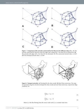 www.nature.com/scientificreports/
9Scientific Reports | 5:10794 | DOI: 10.1038/srep10794
∑ + =
( )
Q I 0
3i
i1 0
∑ − =
( )
Q I 0
4i
i2 0
where I0 is the flux flowing from the source node and I0 is a constant value here.
Figure 7.  Comparison of the networks constructed by the Physarum for different values of α . (A) The
network constructed by Physarum when the edges with conductivity α less than 0.02 are filtered out. (B)
The network with edges with α less than 0.05 are eliminated. (C) The constructed network when α is 0.07.
(D) The developed network when α is 0.09.
Figure 8.  Transport networks. (a) Developed by the slime mould. (b) Real China motorways. The maps
are generated using the networks developed the slime mould and real China motorways, respectively. Maps
created by AA.
 