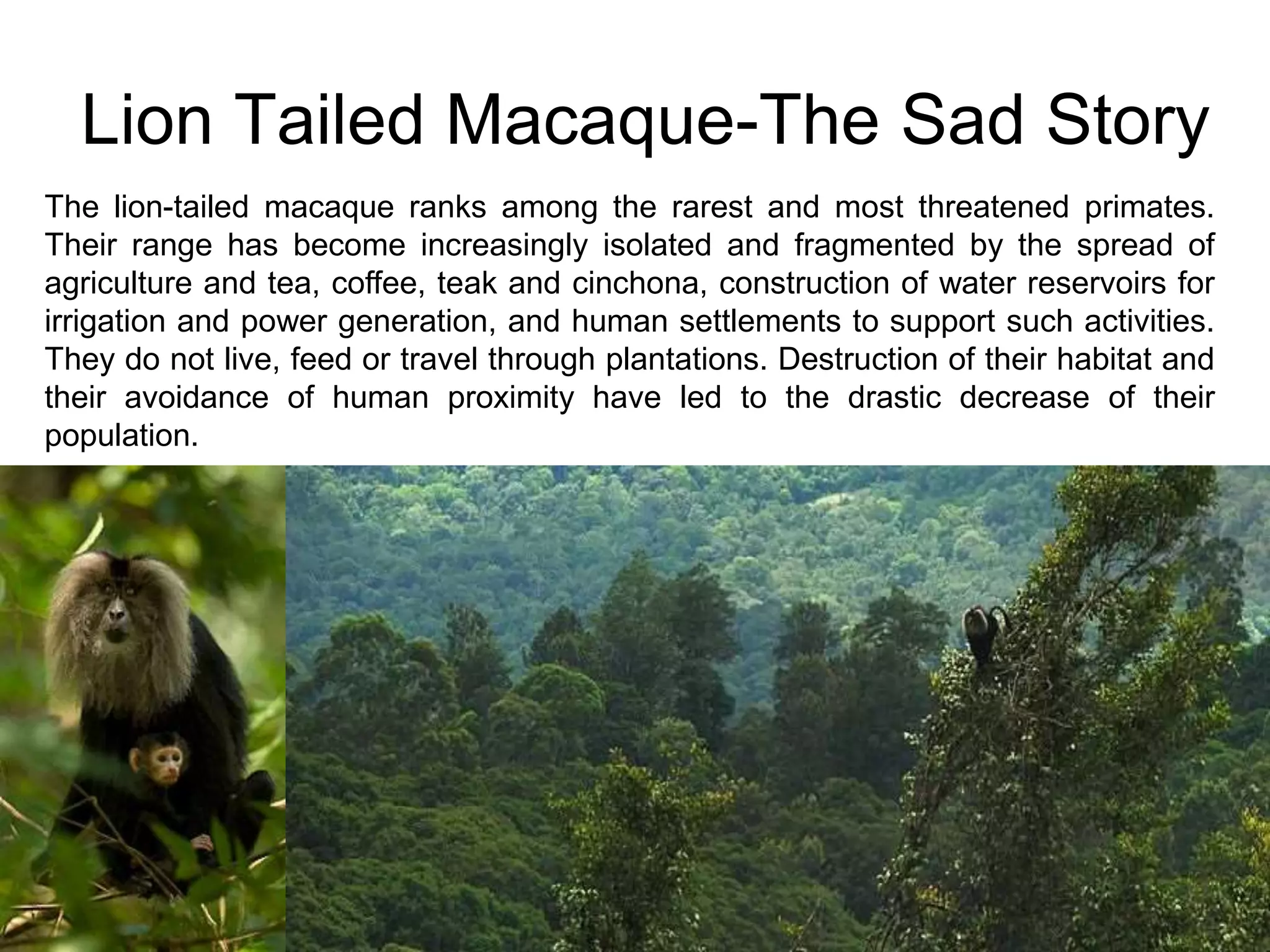 8/18/2022 10
Lion Tailed Macaque-The Sad Story
The lion-tailed macaque ranks among the rarest and most threatened primates.
Their range has become increasingly isolated and fragmented by the spread of
agriculture and tea, coffee, teak and cinchona, construction of water reservoirs for
irrigation and power generation, and human settlements to support such activities.
They do not live, feed or travel through plantations. Destruction of their habitat and
their avoidance of human proximity have led to the drastic decrease of their
population.
 