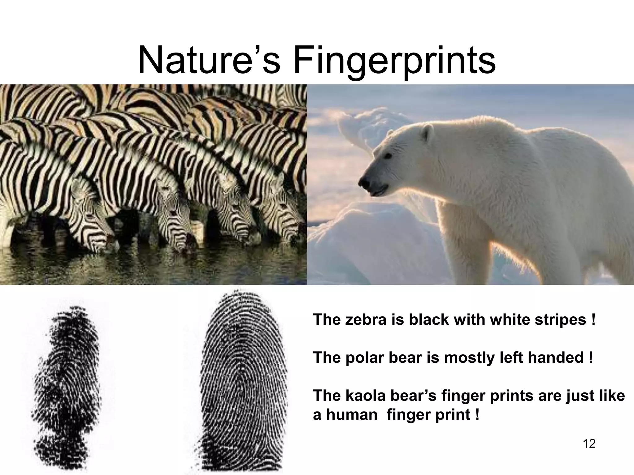 8/18/2022 12
Nature’s Fingerprints
The zebra is black with white stripes !
The polar bear is mostly left handed !
The kaola bear’s finger prints are just like
a human finger print !
 