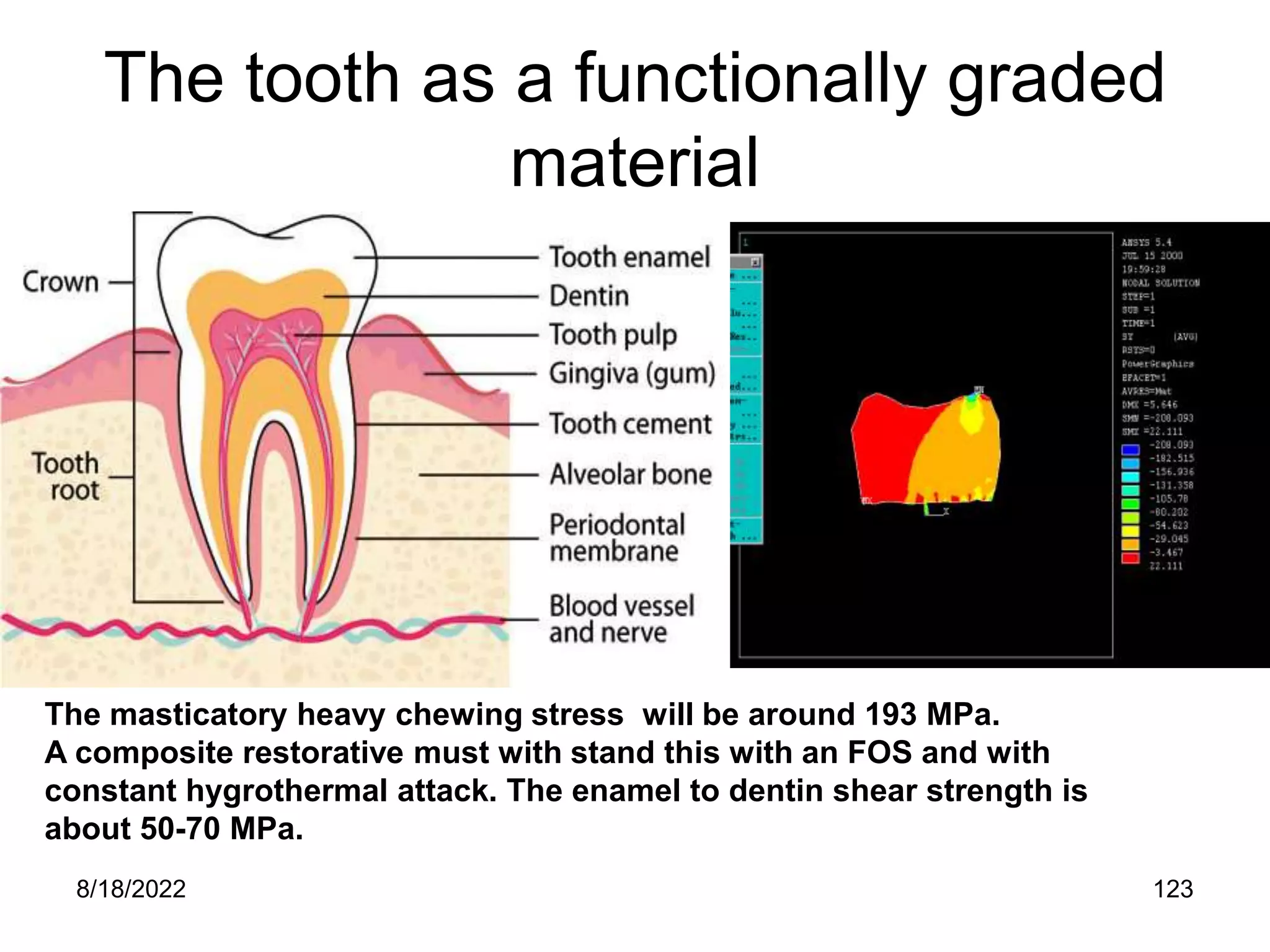 8/18/2022 123
The tooth as a functionally graded
material
The masticatory heavy chewing stress will be around 193 MPa.
A composite restorative must with stand this with an FOS and with
constant hygrothermal attack. The enamel to dentin shear strength is
about 50-70 MPa.
 