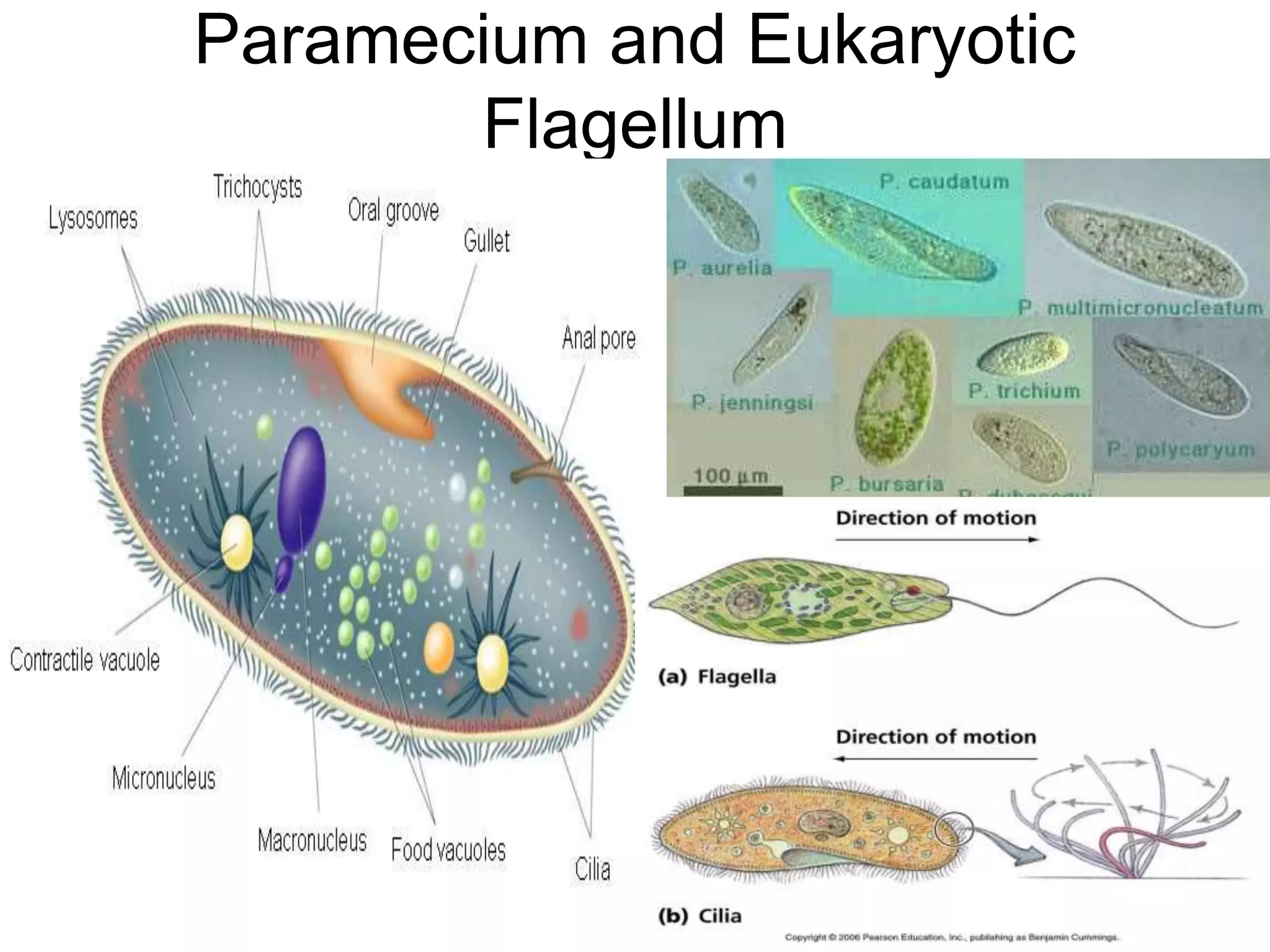8/18/2022 149
Paramecium and Eukaryotic
Flagellum
 