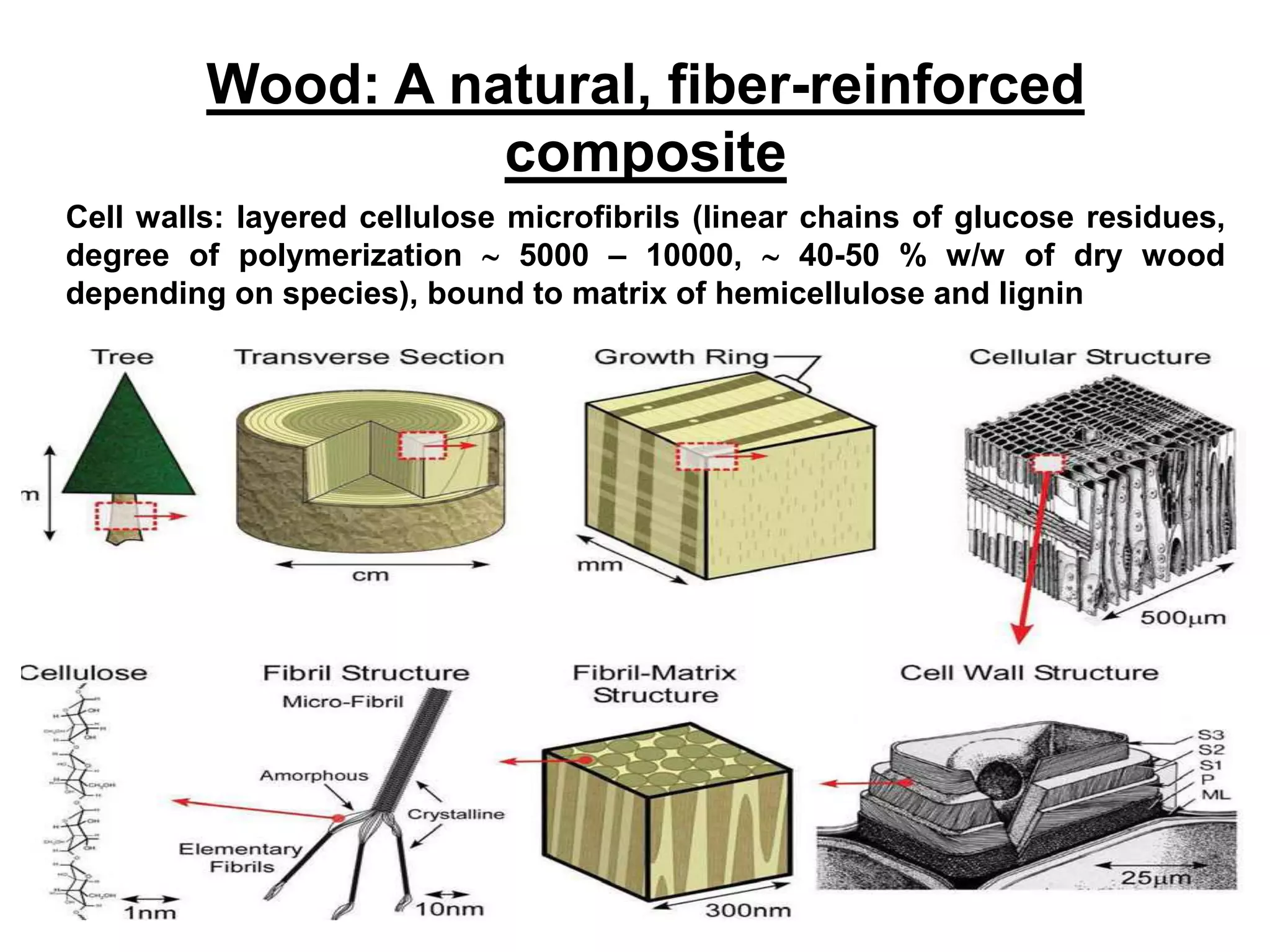 8/18/2022 16
Wood: A natural, fiber-reinforced
composite
Cell walls: layered cellulose microfibrils (linear chains of glucose residues,
degree of polymerization  5000 – 10000,  40-50 % w/w of dry wood
depending on species), bound to matrix of hemicellulose and lignin
 