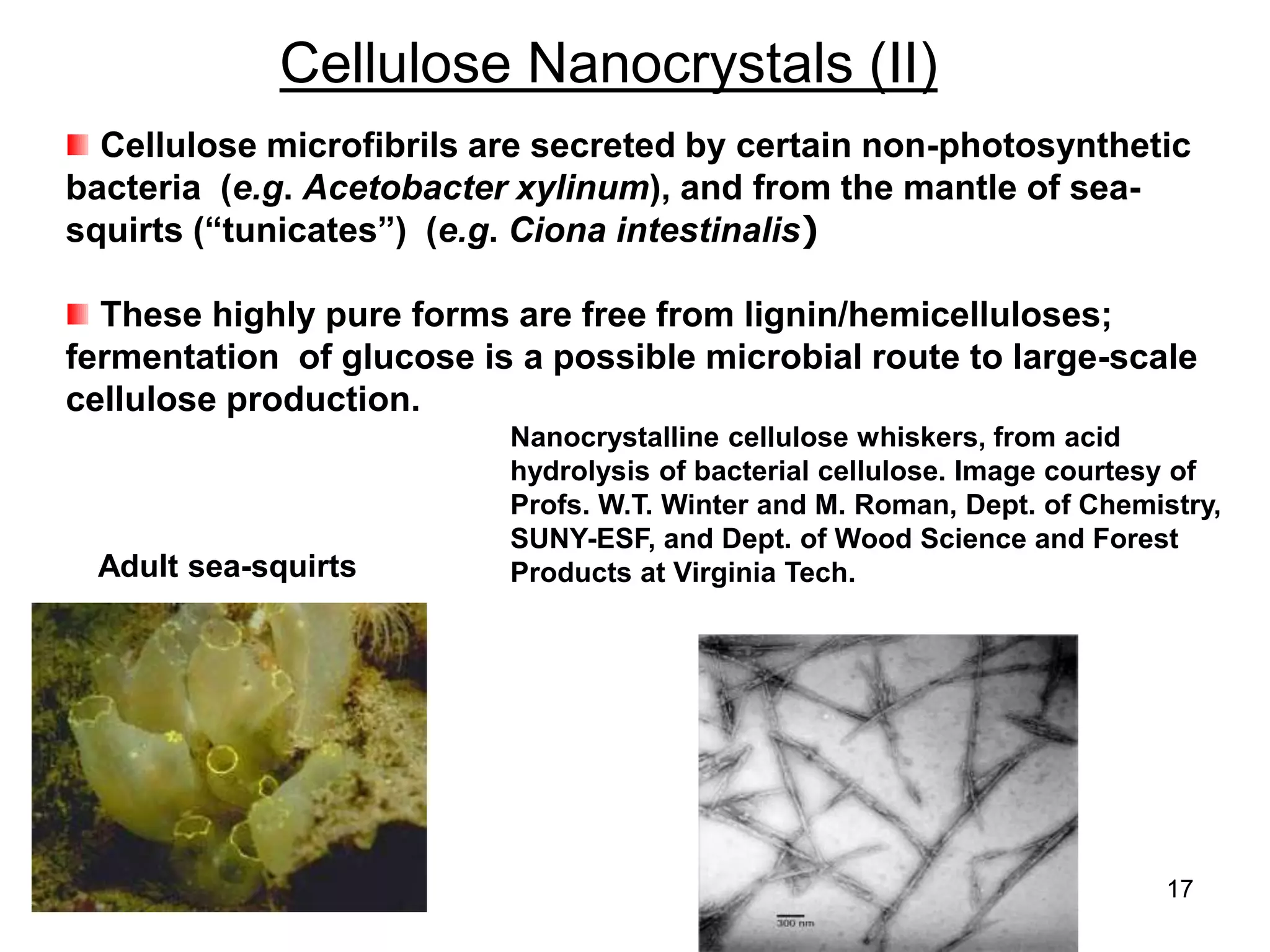 8/18/2022 17
Cellulose Nanocrystals (II)
Cellulose microfibrils are secreted by certain non-photosynthetic
bacteria (e.g. Acetobacter xylinum), and from the mantle of sea-
squirts (“tunicates”) (e.g. Ciona intestinalis)
These highly pure forms are free from lignin/hemicelluloses;
fermentation of glucose is a possible microbial route to large-scale
cellulose production.
Adult sea-squirts
Nanocrystalline cellulose whiskers, from acid
hydrolysis of bacterial cellulose. Image courtesy of
Profs. W.T. Winter and M. Roman, Dept. of Chemistry,
SUNY-ESF, and Dept. of Wood Science and Forest
Products at Virginia Tech.
 