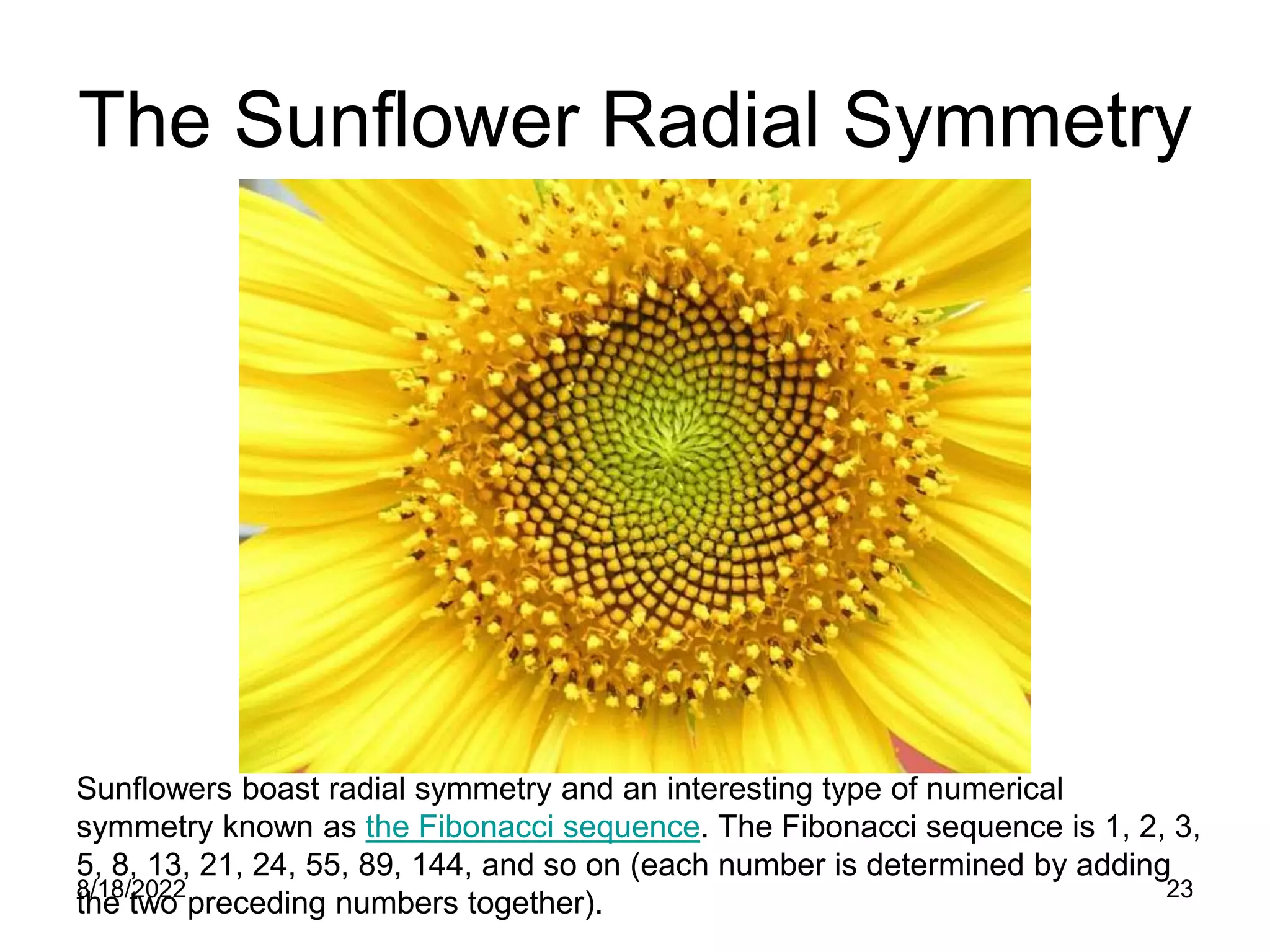 8/18/2022 23
The Sunflower Radial Symmetry
Sunflowers boast radial symmetry and an interesting type of numerical
symmetry known as the Fibonacci sequence. The Fibonacci sequence is 1, 2, 3,
5, 8, 13, 21, 24, 55, 89, 144, and so on (each number is determined by adding
the two preceding numbers together).
 