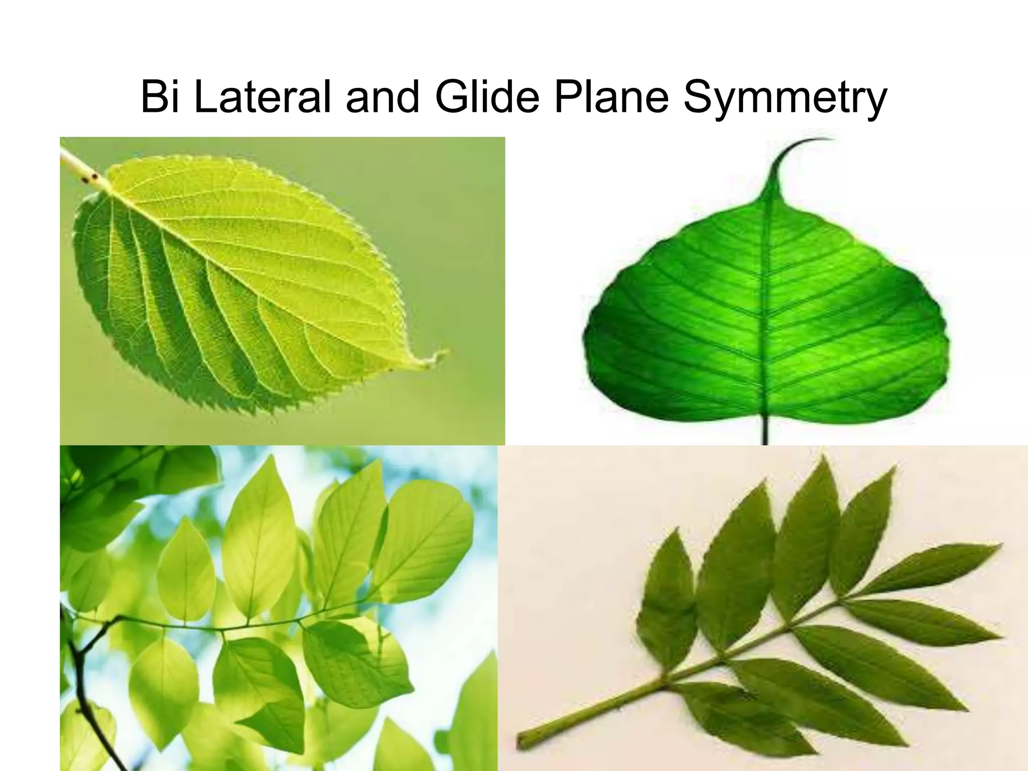 8/18/2022 24
Bi Lateral and Glide Plane Symmetry
 