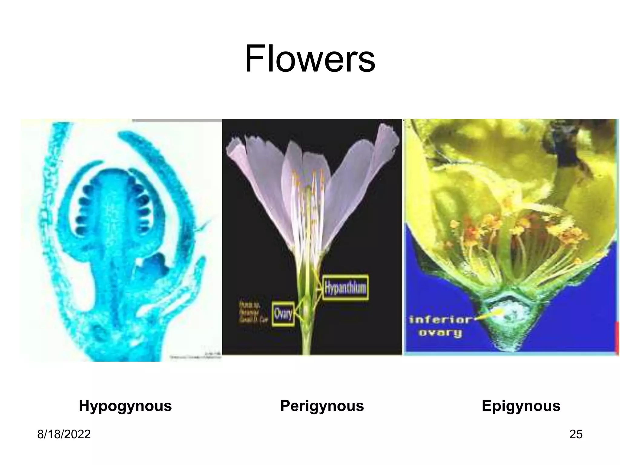 8/18/2022 25
Flowers
Hypogynous Perigynous Epigynous
 