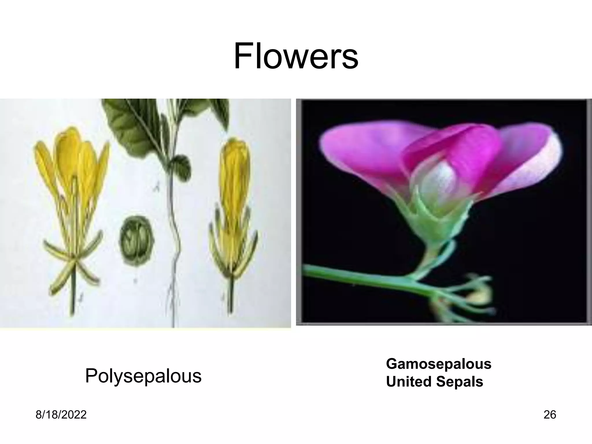8/18/2022 26
Flowers
Polysepalous
Gamosepalous
United Sepals
 