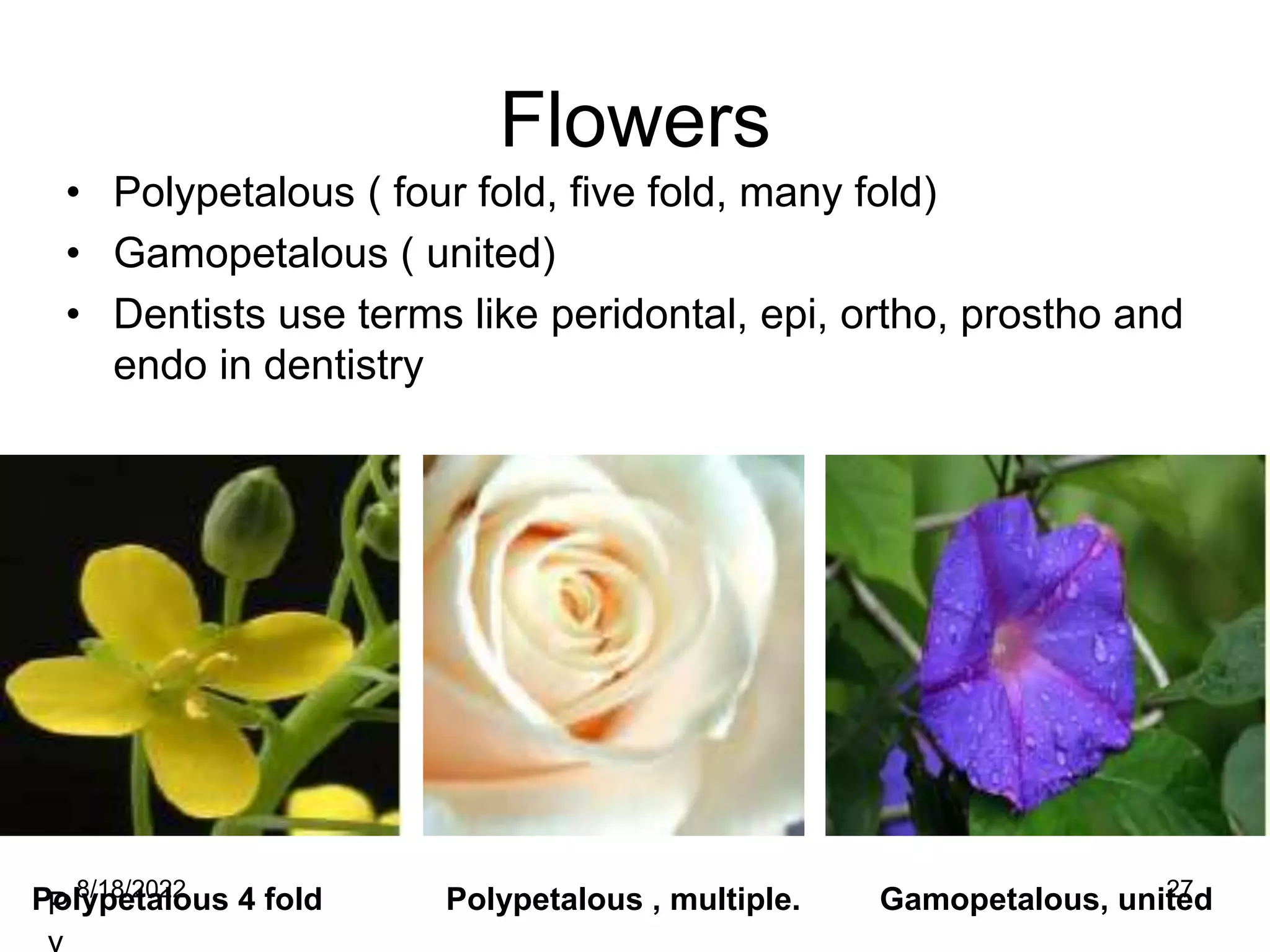8/18/2022 27
Flowers
• Polypetalous ( four fold, five fold, many fold)
• Gamopetalous ( united)
• Dentists use terms like peridontal, epi, ortho, prostho and
endo in dentistry
P
Polypetalous 4 fold Polypetalous , multiple. Gamopetalous, united
 