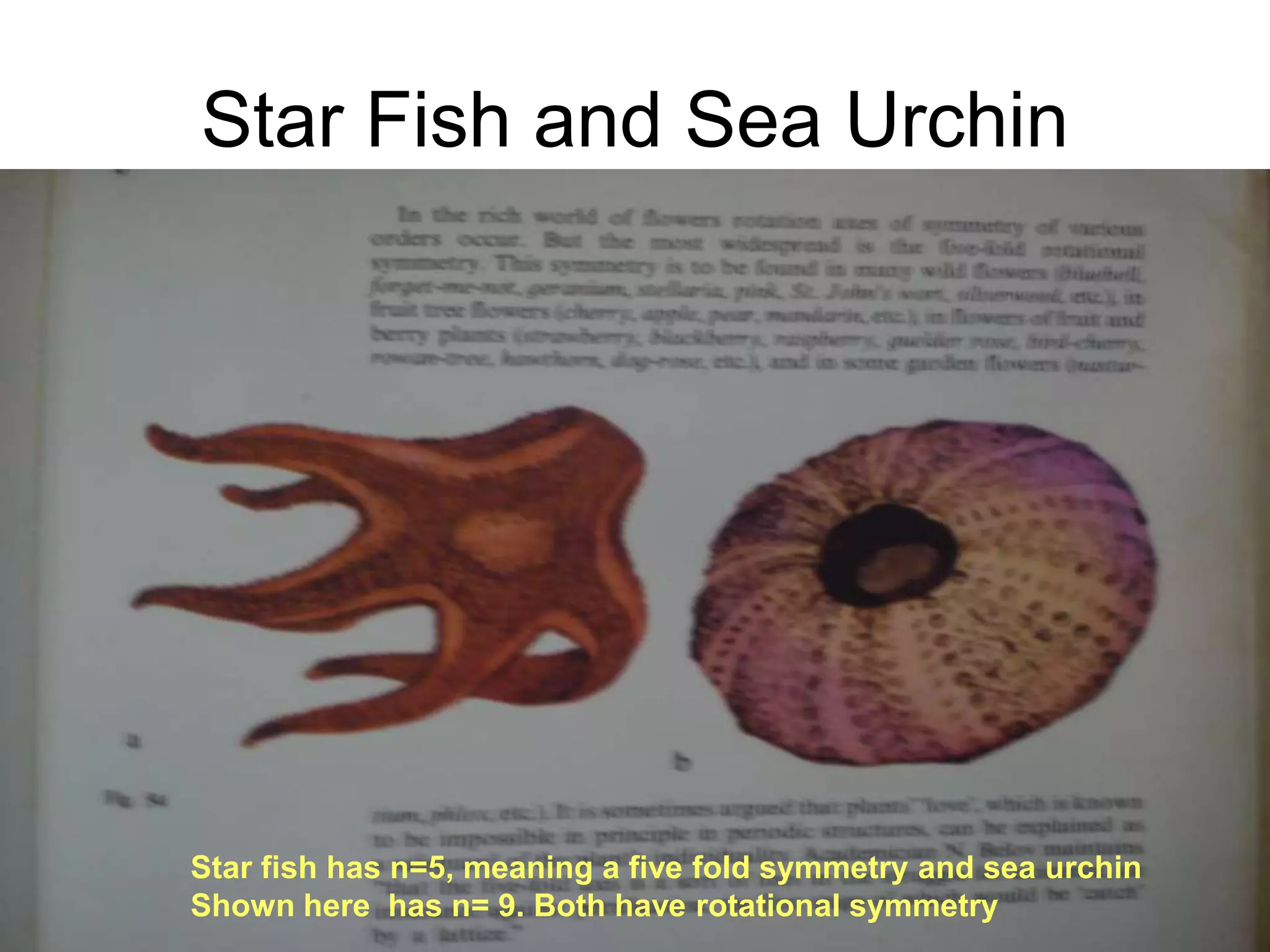 8/18/2022 29
Star Fish and Sea Urchin
Star fish has n=5, meaning a five fold symmetry and sea urchin
Shown here has n= 9. Both have rotational symmetry
 