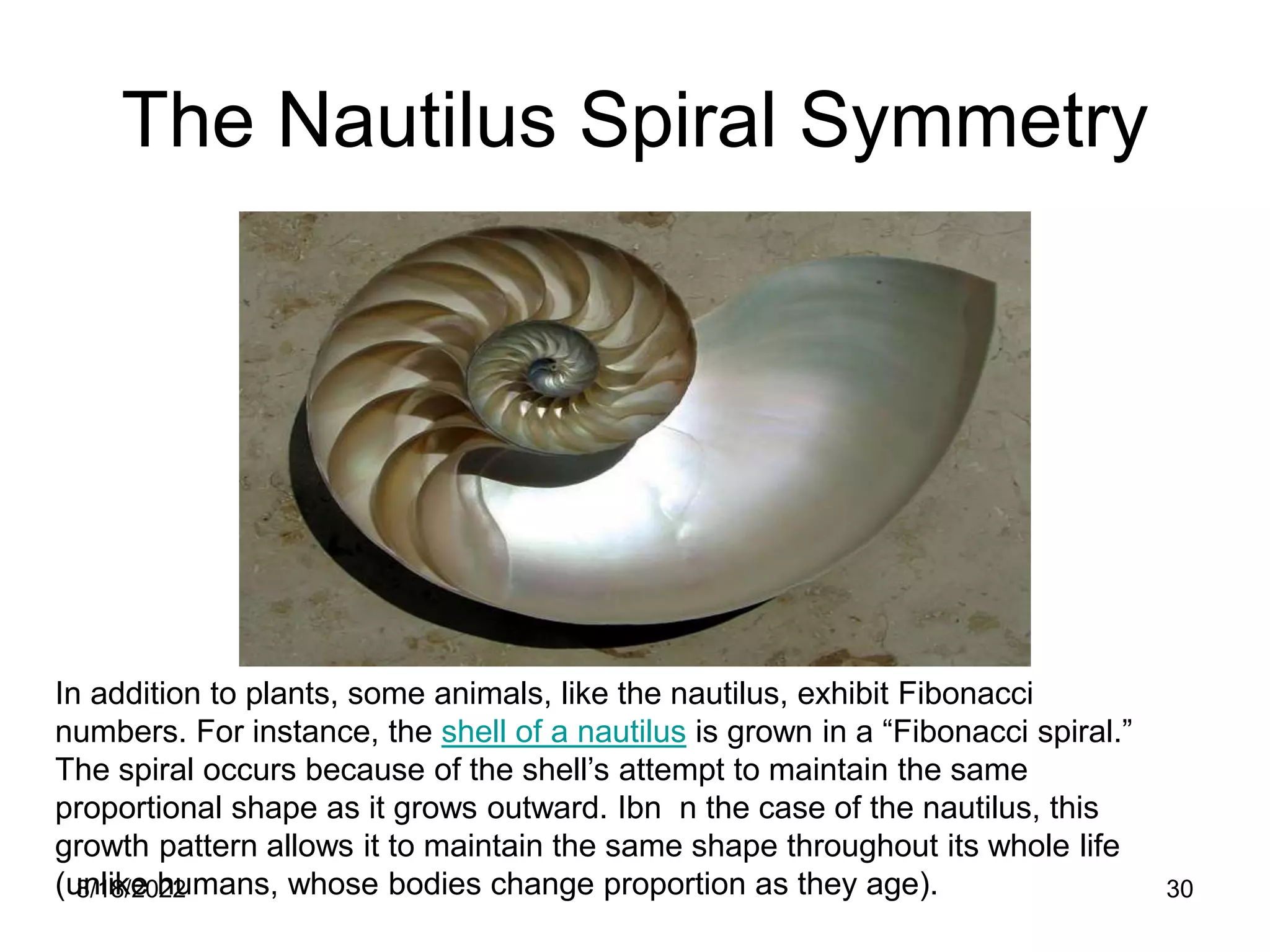 8/18/2022 30
The Nautilus Spiral Symmetry
In addition to plants, some animals, like the nautilus, exhibit Fibonacci
numbers. For instance, the shell of a nautilus is grown in a “Fibonacci spiral.”
The spiral occurs because of the shell’s attempt to maintain the same
proportional shape as it grows outward. Ibn n the case of the nautilus, this
growth pattern allows it to maintain the same shape throughout its whole life
(unlike humans, whose bodies change proportion as they age).
 