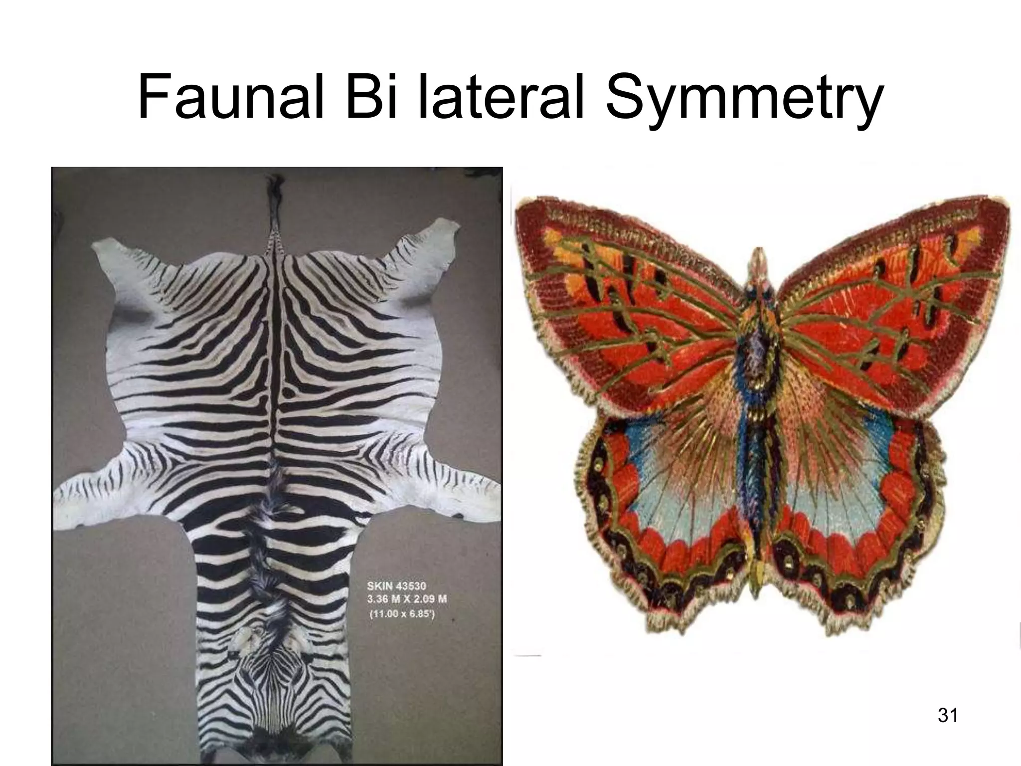 8/18/2022 31
Faunal Bi lateral Symmetry
 