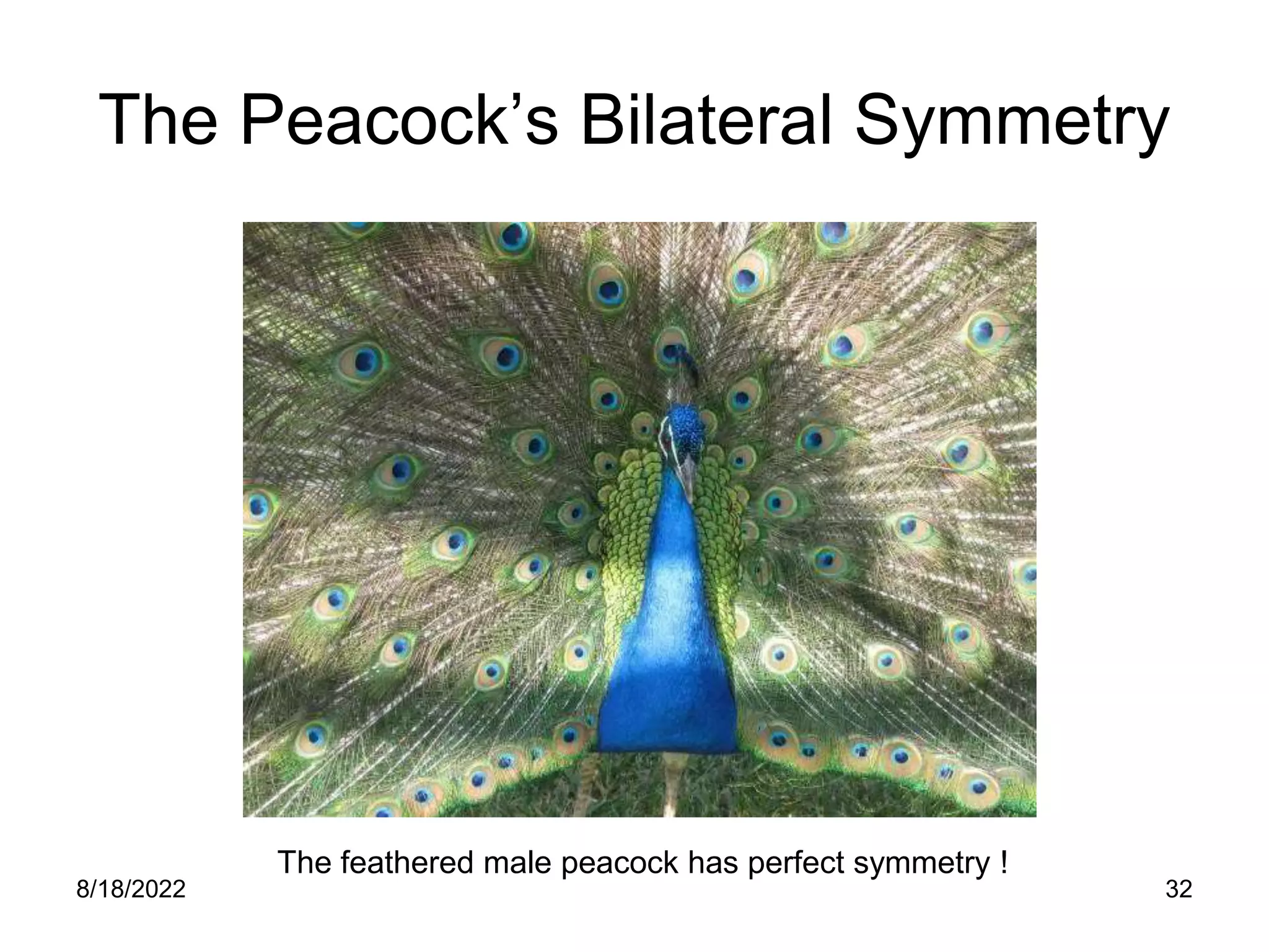 8/18/2022 32
The Peacock’s Bilateral Symmetry
The feathered male peacock has perfect symmetry !
 