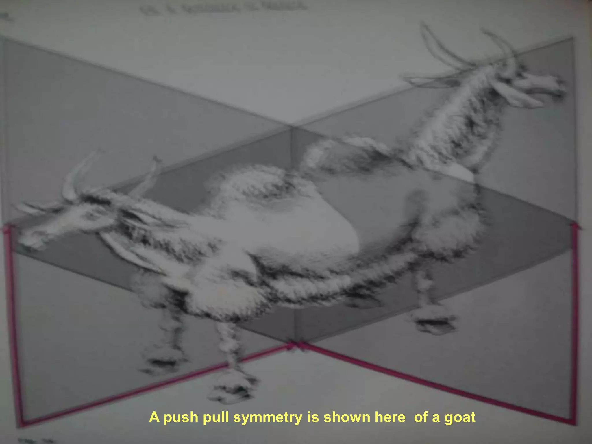 8/18/2022 33
A push pull symmetry is shown here of a goat
 