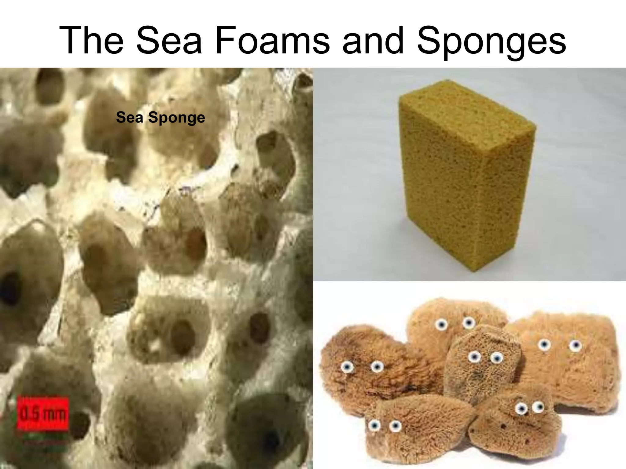 8/18/2022 56
The Sea Foams and Sponges
Sea Sponge
 