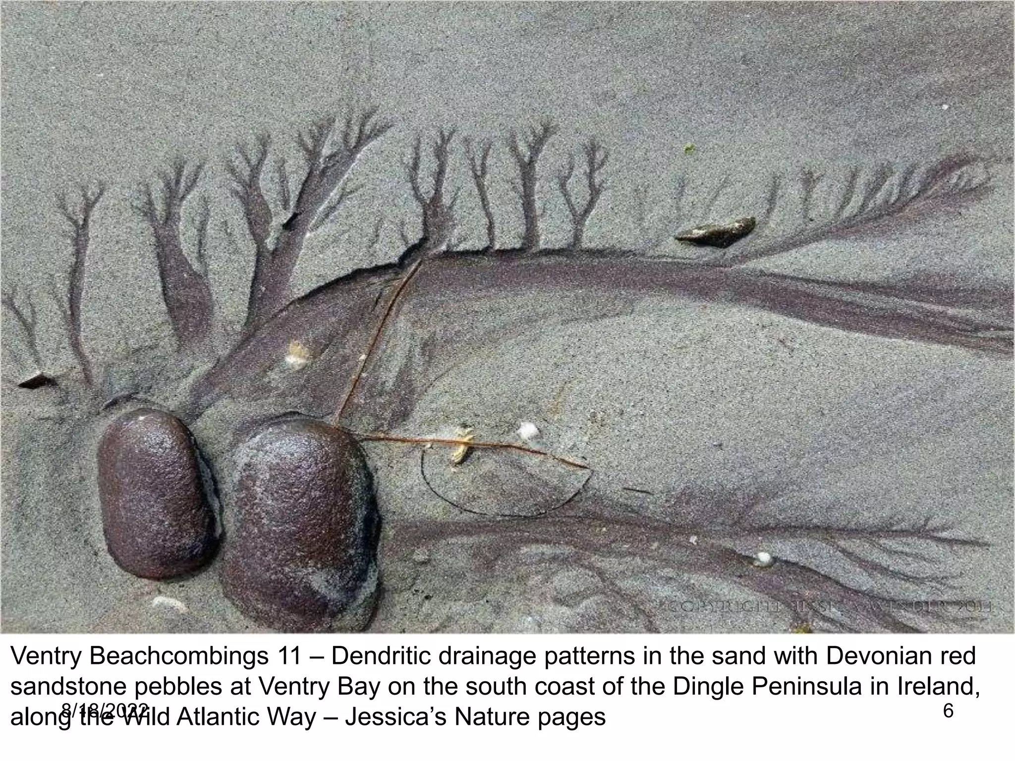 8/18/2022 6
Ventry Beachcombings 11 – Dendritic drainage patterns in the sand with Devonian red
sandstone pebbles at Ventry Bay on the south coast of the Dingle Peninsula in Ireland,
along the Wild Atlantic Way – Jessica’s Nature pages
 