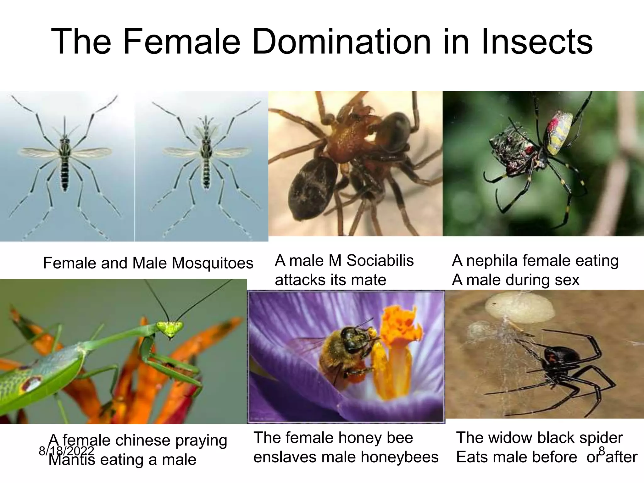 8/18/2022 8
The Female Domination in Insects
A male M Sociabilis
attacks its mate
A nephila female eating
A male during sex
A female chinese praying
Mantis eating a male
Female and Male Mosquitoes
The female honey bee
enslaves male honeybees
The widow black spider
Eats male before or after
 