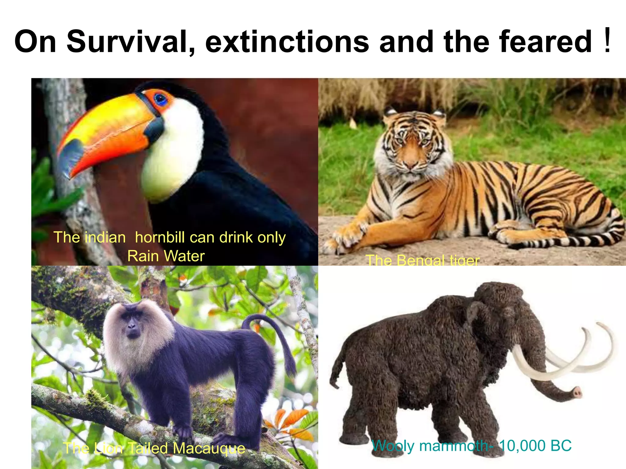 8/18/2022 9
On Survival, extinctions and the feared !
The indian hornbill can drink only
Rain Water The Bengal tiger
The Lion Tailed Macauque Wooly mammoth- 10,000 BC
 