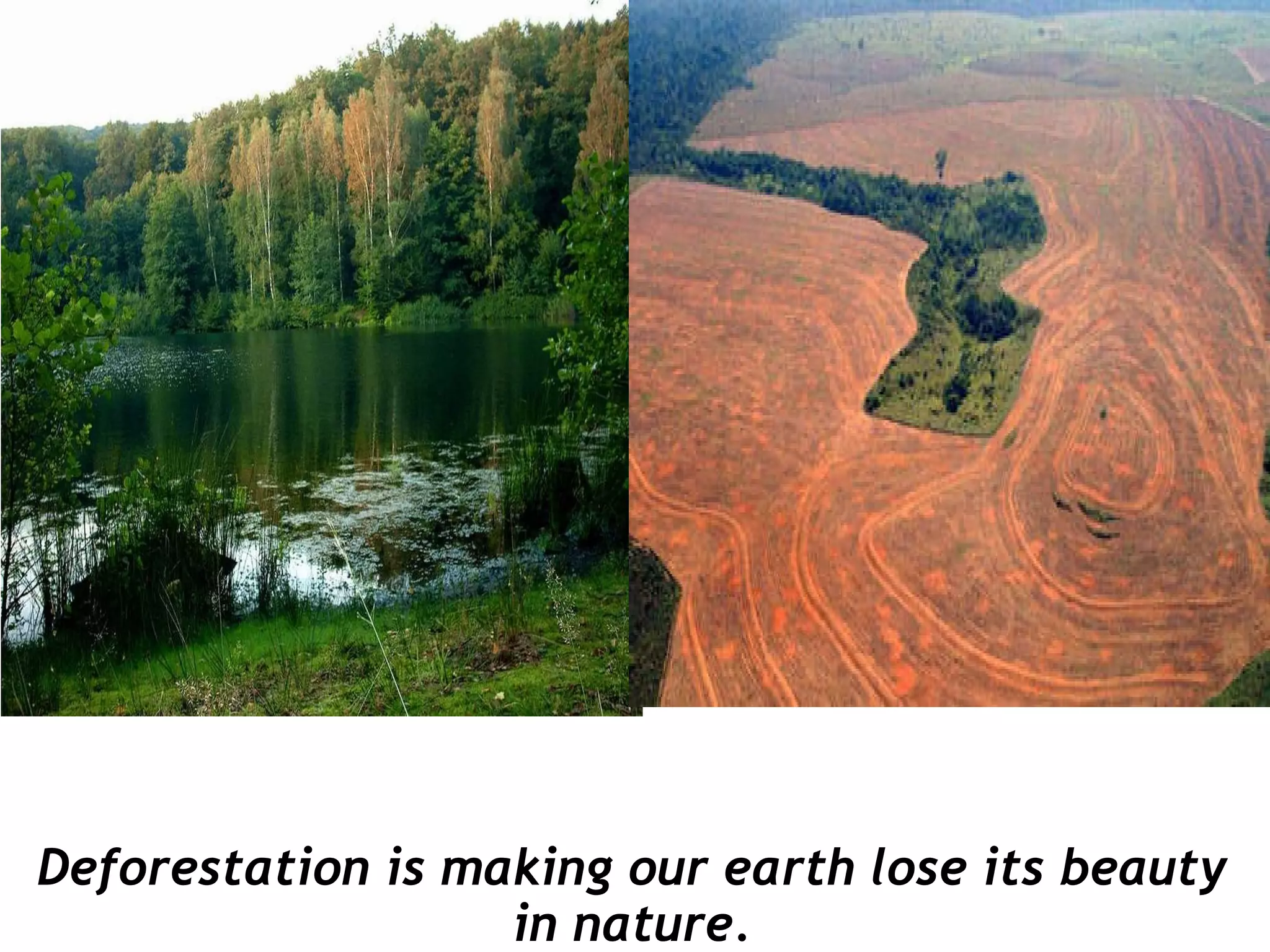 2000 Acres: Nature'S Last Stand? - 7krl3u0