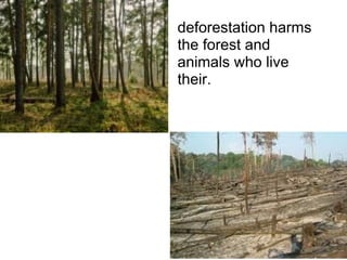 deforestation harms the forest and animals who live their.  