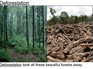 Deforestation Deforestation  took all these beautiful forests away. 