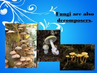 Fungi are also
decomposers.
 