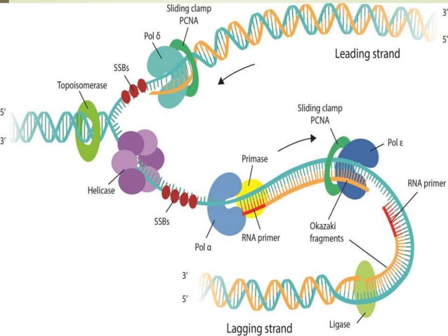 Nature structure and replication of genetic material