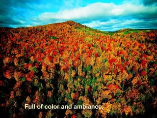 Full of color and ambiance,
 