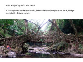 Root Bridges of India and Japan In the depths of northeastern India, in one of the wettest places on earth, bridges aren't built -- they're grown.  