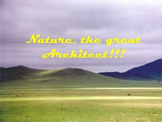 Nature, the great Architect!!!  
