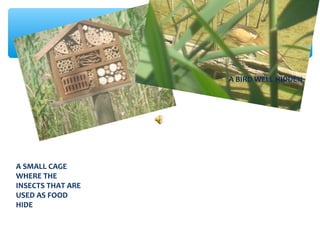 A SMALL CAGE
WHERE THE
INSECTS THAT ARE
USED AS FOOD
HIDE
A BIRD WELL HIDDEN
 