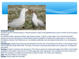 AUDOUIN’S GULL
Audouin’s gull is a limited species, it breeds spread in islets of the Mediterranean and it’s similar to the European
herring gull.
Of unknown habits, because it doesn’t get close to shores. It nests in rocky islets. One of the best studied
colonies is the one discovered in Columbretes Islands (Castellón), breeding 40 couples approx. It also nests in
the Balearic Islands, the Chafarinas, etc. Is relatively sedentary, but with spread movements. Is an endangered
species.
Identification: Adults have pale grey dorsal feathers and the rest of the feathers are white. In their wings stands
out the black tips whith white ends. The beak is red with a transverse black patch and a yellow tip. The legs are
dark green.
Nesting: It nests in colonies over the ground. The nest is used to be made of dry algae and hidden in the limited
vegetation of the islets; It lay from 2 to 3 ochre eggs with some dull spots. This is between the end of April and
May; the incubation is made by both parents for about 23 days. The chicks are nidifugous.
Diet: Fish and molluscs; some scraps.
Habitat: Rocky islets and sea-cliffs.
 