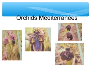 Orchids Méditerranées
 