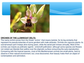 ORCHIDS OF THE LLOBREGAT DELTA
The name orchid comes from the Greek “orchis”, that means testicle, for its big similarity that
represent its pseudo-tubercles of some genders with male atributes. Orchids are vigorous plants- its
sub-terranean part it keeps alive during years, while the aerial part renews annually. Most of the
orchids use insects as pollinator agents - entomofil pollination- although some species and flowers
not visited can liberate their pollins over the stigmatic surface consuming the auto-reproduction.
Comparing with the tropical species, most of the Mediterranean orchids are small plants, hard to
observe in their natural environment, but, once discovered, their beauty make them an object of
contemplation and admiration.
 