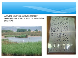 WE WERE ABLE TO OBSERVE DIFFERENT
SPECIES OF BIRDS AND PLANTS FROM VARIOUS
SIDEVIEWS
 