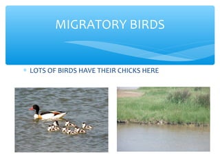 ∗ LOTS OF BIRDS HAVE THEIR CHICKS HERE
MIGRATORY BIRDS
 