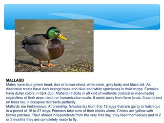 MALLARD
Males have blue green head, dun or brown chest, white neck, grey body and black tail. As
distinctive treats have dark orange beak and blue and white spectacles in their wings. Females
have duller colors in dark dun. Mallard inhabits in all kind of wetlands (natural or man-made)
regardless of their area, depth or humanization scale. It nests away from farm lands. It can breed
on trees too. It occupies riverbeds perfectly.
Mallards are herbivorous. At breeding, females lay from 3 to 12 eggs that are going to hatch out
in a period of 15 to 27 days. Females take care of their chicks alone. Chicks are yellow with
brown patches. Their almost independents from the very first day, they feed themselves and in 2
or 3 months they are completely ready to fly.
 