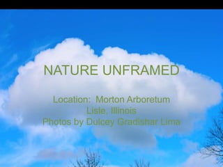 NATURE UNFRAMED Location:  Morton Arboretum Lisle, Illinois Photos by Dulcey Gradishar Lima 