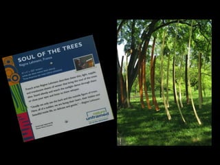 Nature Unframed at the Morton Arboretum